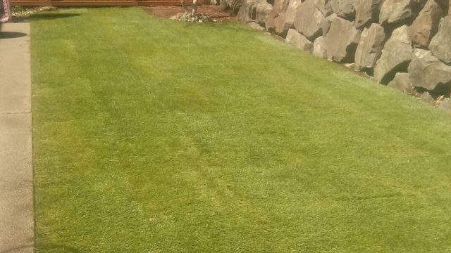 backyard landscaping
