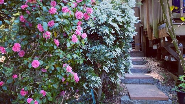 backyard patio